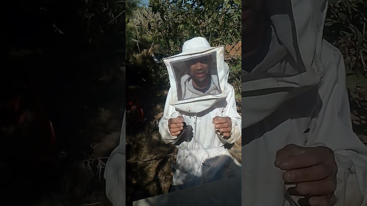 كيفية ضغط النحل