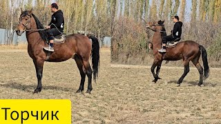картинка: Торчик ат сатылат тел:+996 222 678 576