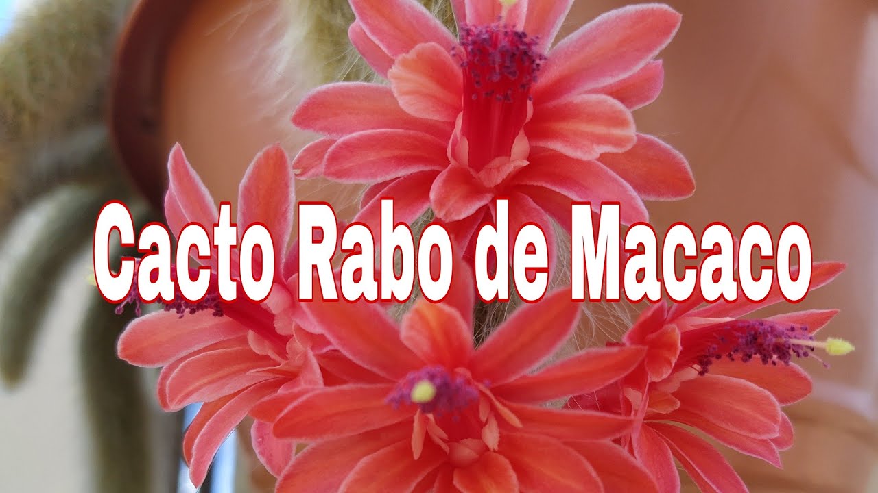 Dicas E Cuidados Com O Cacto Rabo De Macaco E Sua Floração | Cantinho do  Video