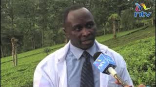 Kaunti ya Bomet yapania kuwasaidia wakulima wa majani chai