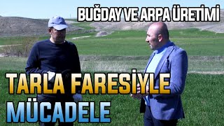 Tarla Faresiyle Mücadele / Buğday ve Arpa Üretimi