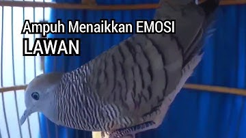 Perkutut lokal gacor BIRAHI Nguwor dan KEROT memancing LAWAN