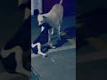 😄😁😃😃Kar do mujhe viral dog lovers#wildlife#pet#pets lover#desiuncut videos#yt shorts#dogeshbhai