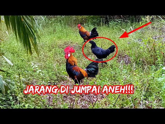 AYAM HUTAN JANTAN MEMBAWA BETINA YANG ANEH class=