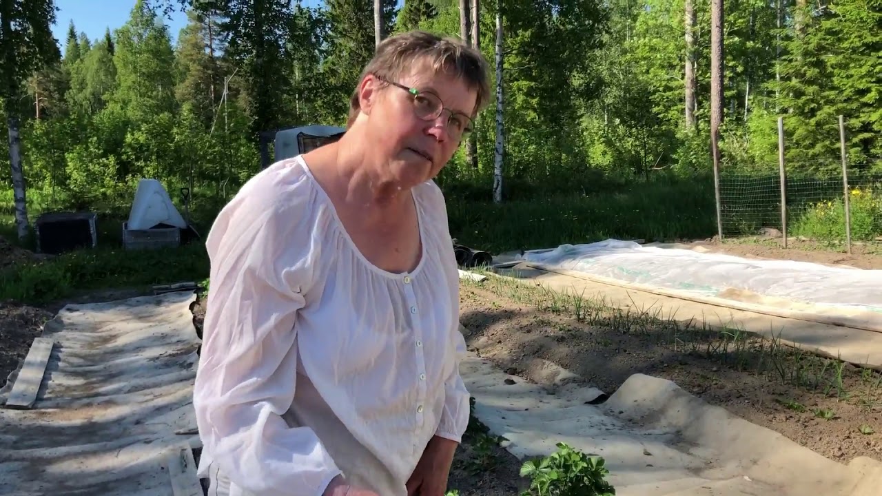 EKOVURM  Bästa sättet för att jordgubbar blir dubbelt stora