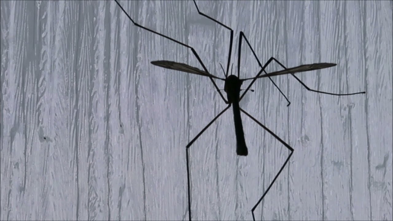 Crane Flies visiting our home