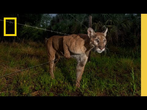 Video: Florida cougar: description and photo