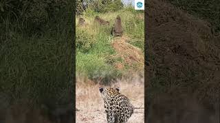 Leopard Sneaks Up on a Baboon Troop… What Happens Next!#Wildlife #LeopardVsBaboon #Animals #FYP