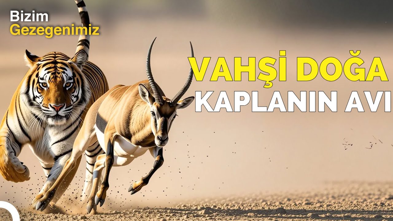 Göç Yolu: Kaplanın Antilop Avı! | Türkçe Dublaj Belgesel