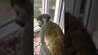 Очень страшные птицы летают#беличийсаймири#саймири#monkeys #обезьянавдоме #обезьяны#