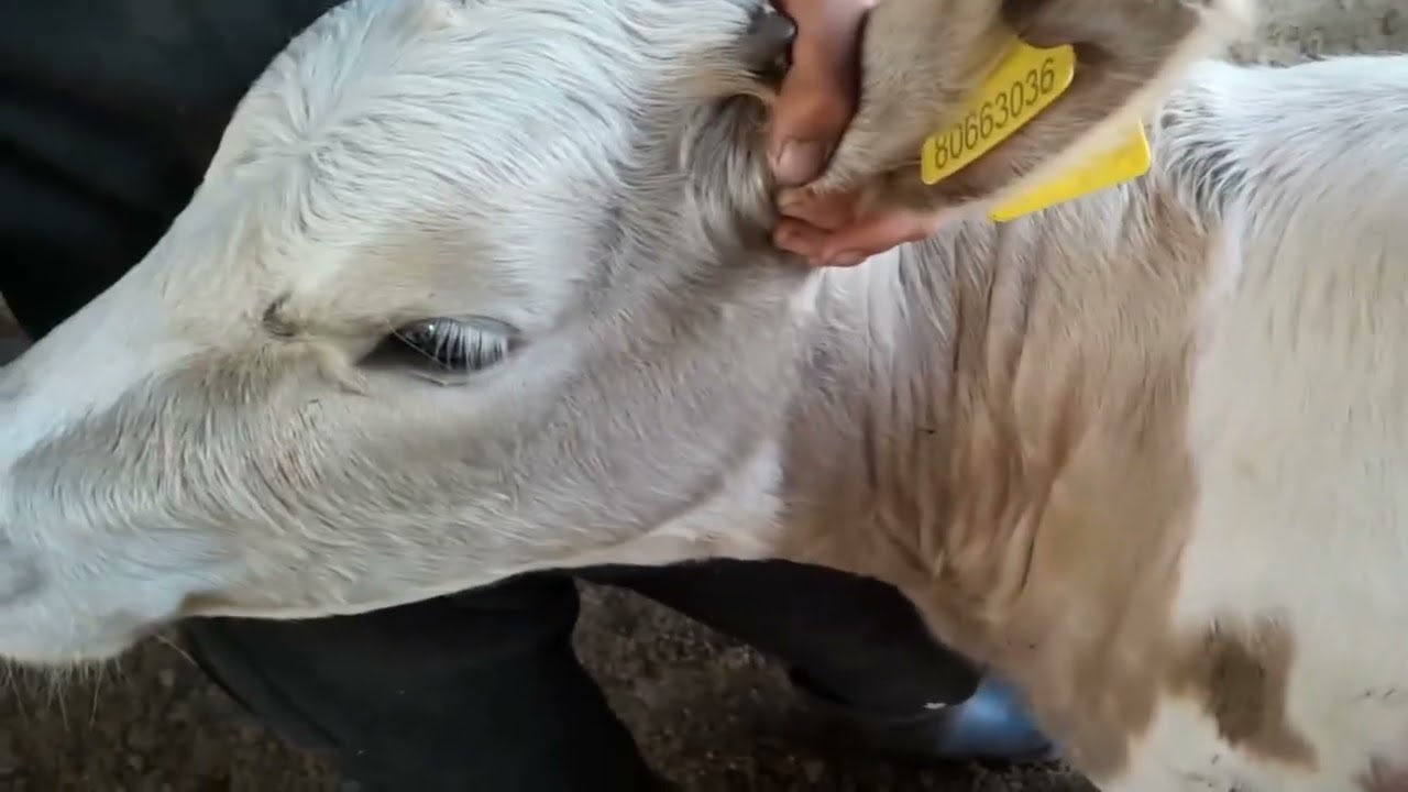 Егде жастағы адамдардың жастармен жыныстық қатынас видеолары