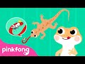 Cicak cicak di dinding  lagu anak indonesia  pinkfong baby shark