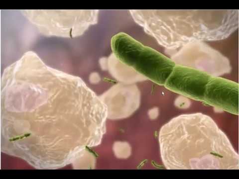 Видео: Как фагоциты уничтожают чужеродные клетки?