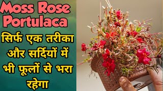 पूरे साल Moss Rose/ Portulaca से फूल पा सकते हैं आप भी 😀 Portulaca/Blooming in Winter season screenshot 1