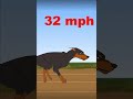 Bolt vs dogs🐶 #bolt #dog #race