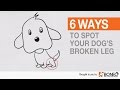 How to Tell if Your Dog Has a Broken Leg - Six Dog Broken Leg Symptoms