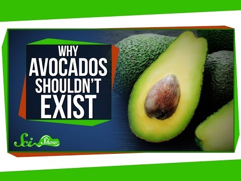 Video: Sind Avocados fast ausgestorben?