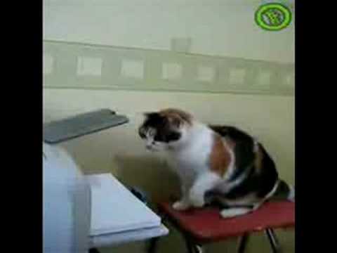 At hoppe kant Mild Cat Vs Printer (with the original sound) - YouTube