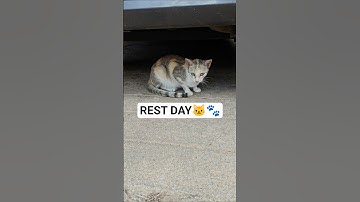 Do-Nothing Day 🐱🐾 #cat #shortsfeed #shorts #youtubeshorts #trending #funny