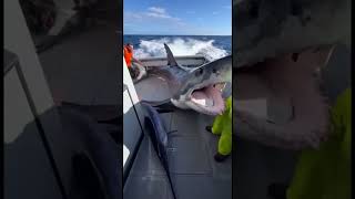 10 Seconds Of Survival A Great White Shark Hunts A Swordfish Right On The Boat Deck