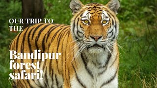 Bandipur forest and safari tour | Bandipur jungle resort | Leopard and Elephant sightings