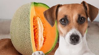 Can dogs eat cantaloupe? Can My Dog Have Cantaloupe
