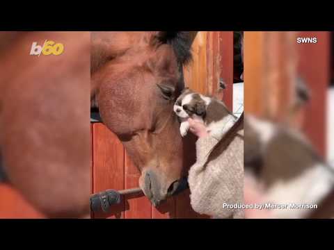 Furry Friends! Look at This Cute Footage of a Tiny Puppy Giving Some Love to a Huge Horse!