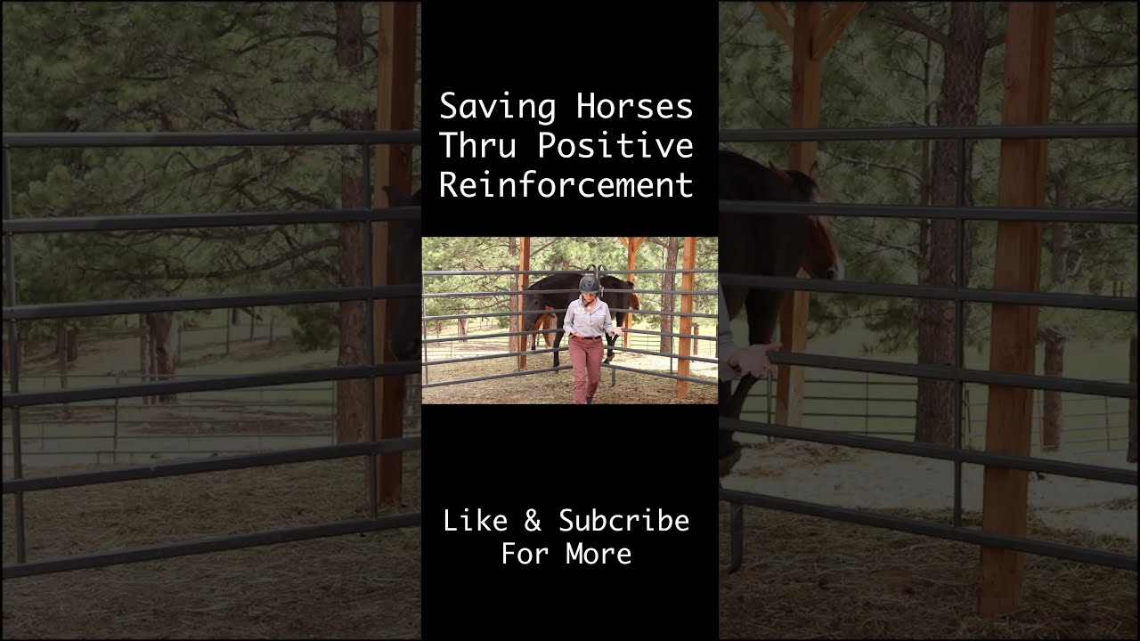 Untrainable Horses  Are NOT a Thing - Poorly Trained Horses Are 