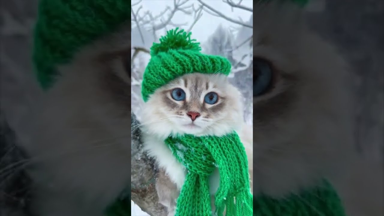 Wonderful and funny cats / Cat's house / Удивительные и забавные коты / Домик для кошки / 