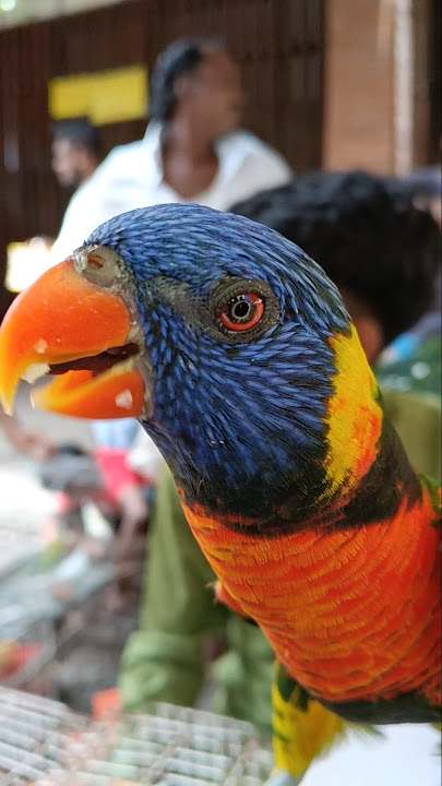 Rainbow Lory