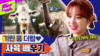 (여자)아이들 우기 드디어 기린 만났습니다! 🦒우기린🦒 극적 상봉의 순간 大공개! | (G)I-DLE YUQI | 런웨이 (LEARN WAY) EP.5 | 에버랜드