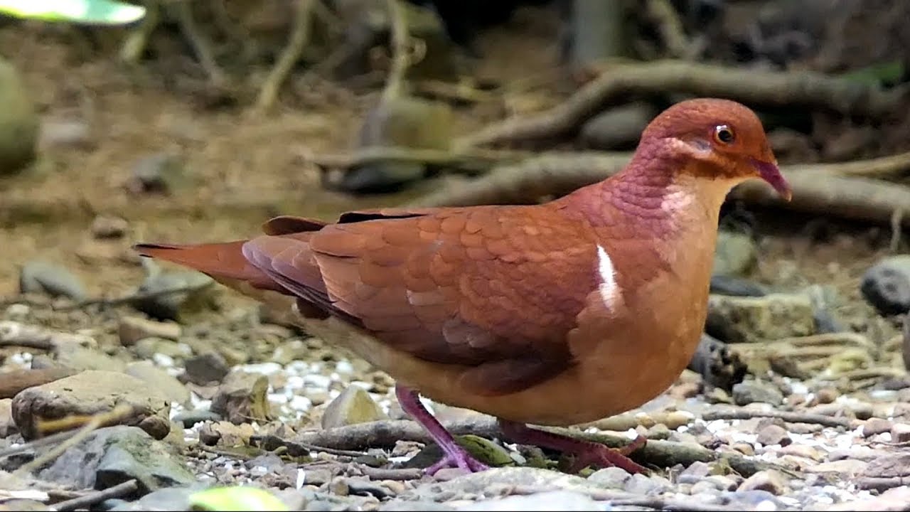 Ruddy Quail-dove in Costa Rica