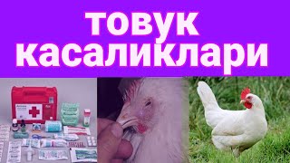 TOVUQ KASALLIKLARI / грипп товук / CHUMA KASALLIGINI QANDAY DAVOLASH / чумо касал/ порода Леггорн TOVUQ KASALLIKLARI / грипп товук / CHUMA KASALLIGINI QANDAY DAVOLASH / чумо касал/ порода Леггорн