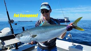 Fat Kingfish escape farming pens! Lets catch some!