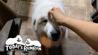 息子（格下）を出迎えるフリをしてスルーしたアラン　Great Pyrenees　グレートピレニーズ