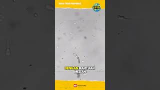 Keren banget ilmuan ciptakan robot super mini ini🥹#ytshorts
