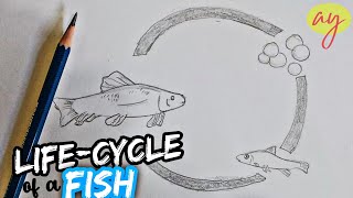 Life Cycle of A Fish Drawing - Timelapse