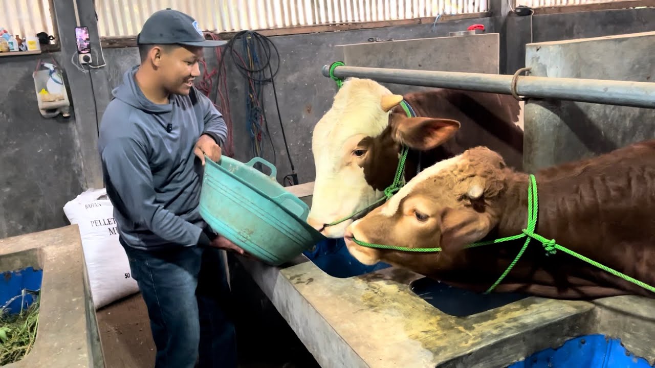 BARU TAHU ‼️ CARA NGOMBOR SAPI 🤩