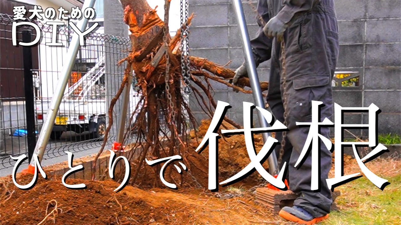 【庭DIY】1万円で庭の木をひとりで全部抜いた 【庭ドッグラン計画#2】