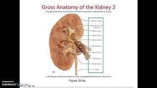 Ch. 23 - Urinary System functions and basic anatomy