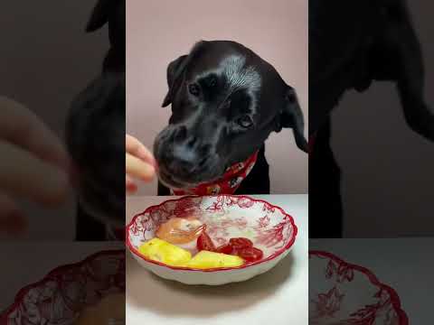 Dog enjoys variety-filled homemade meal in Hunan, China