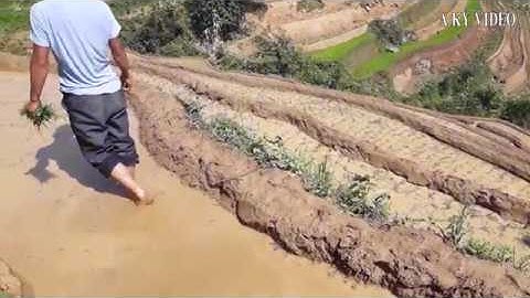 a kỷ video ✦ Một ngày bừa và cấy ruộng bậc thang vùng cao Tây Bắc