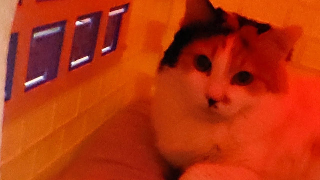 WHERE LOVE AND FORGIVENESS ARE CHOSEN, PEACE BEGINS - SILENT LS FOR MY WH, THANK YOU FOR THE SUPPORT