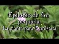 Epilobio de flor pequeña: la planta para la próstata (con Josep Pàmies)