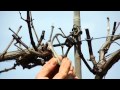 Grape Terminology &amp; Pruning Basics