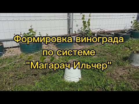 формируем виноград по системе "МАГАРАЧ - ИЛЬЧЕР" ( лето 2023г.) - YouTube