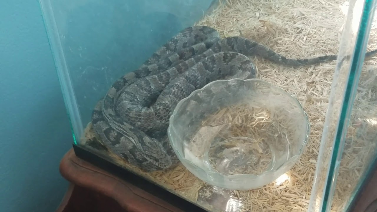 camera iphone 8 plus apk Update on Devils claw my female corn snake possibly pregnant