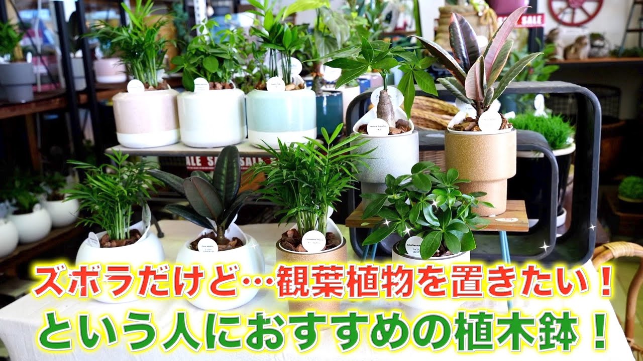 ズボラな人でも大丈夫！植物を枯れさせない！おすすめの植木鉢
