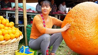 Harvesting Tangerine Goes to Market sell  Growing pumpkins | New Free Bushcraft