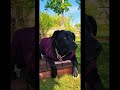 Pretty Lucy #dogmom #labrador #blacklabrador #pets #funny